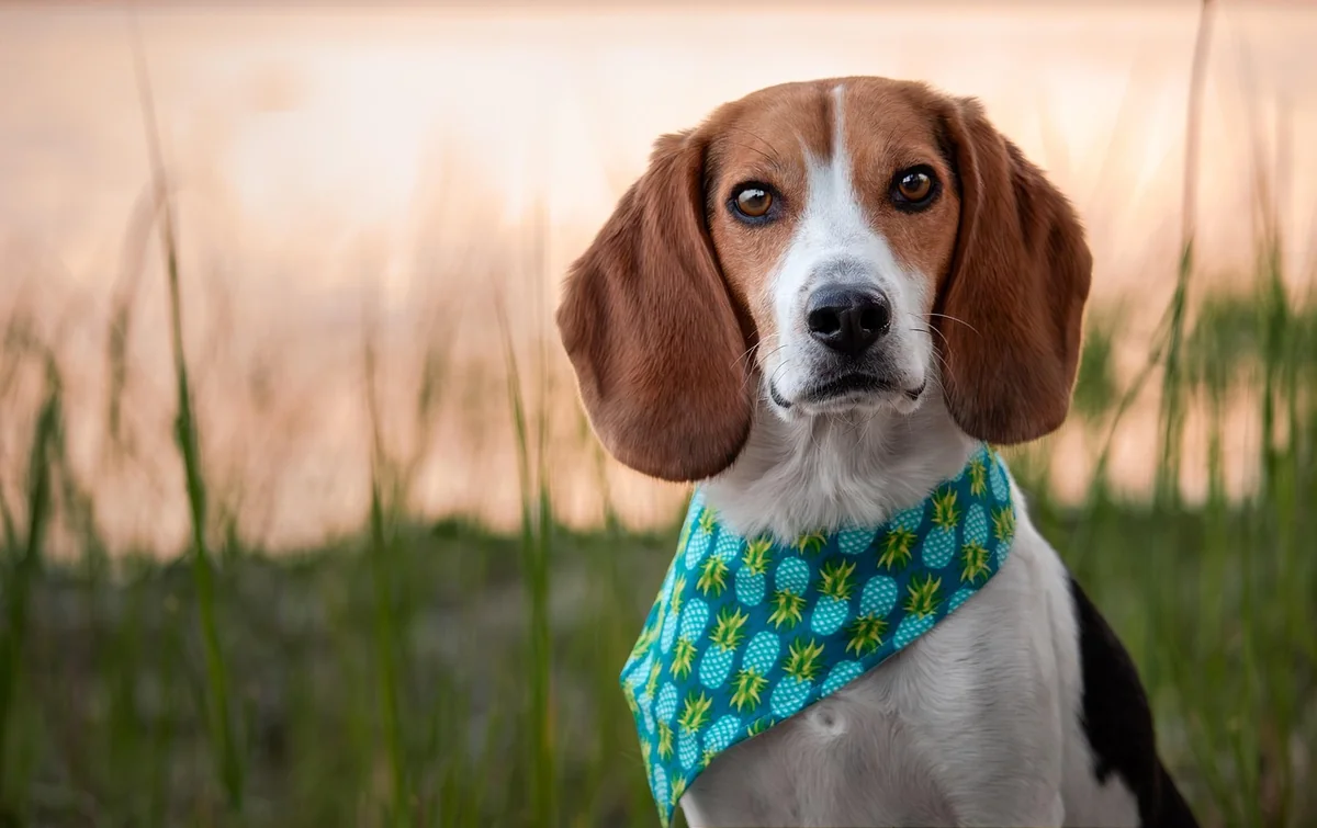 Combien coûte une détection par chien en 2026 ?