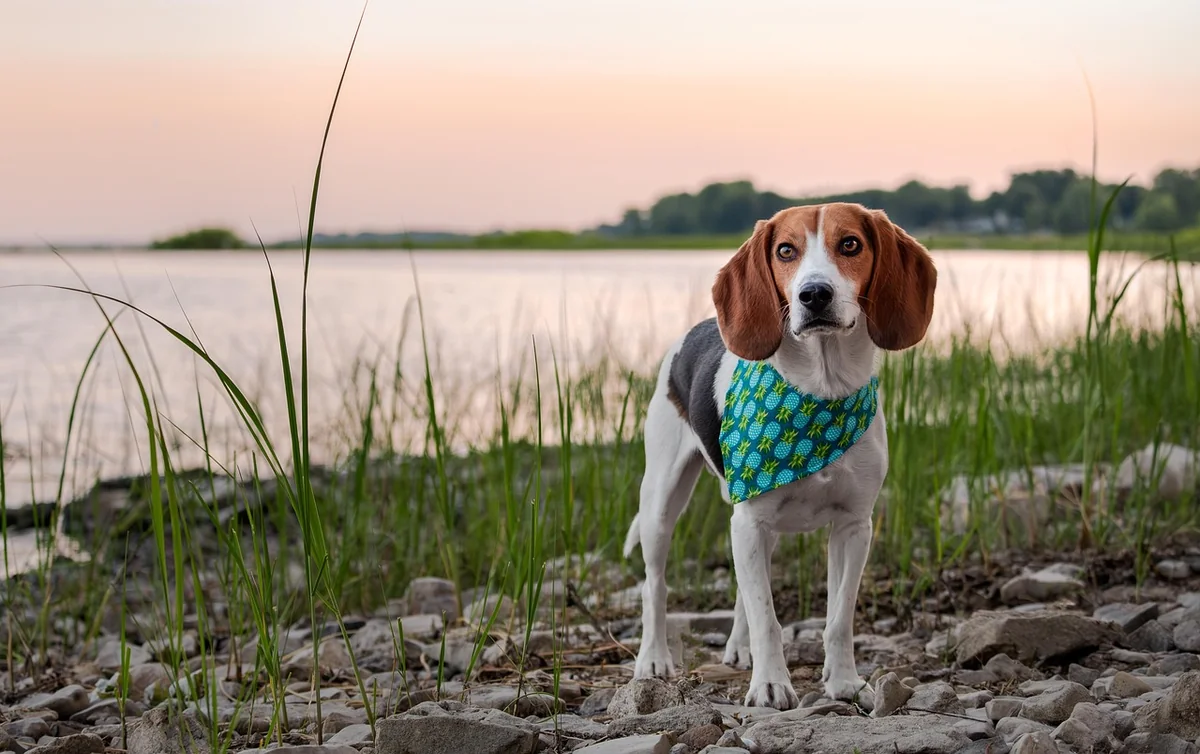 Découvrez les nouveaux tarifs 2026 pour la détection canine de punaises de lit
