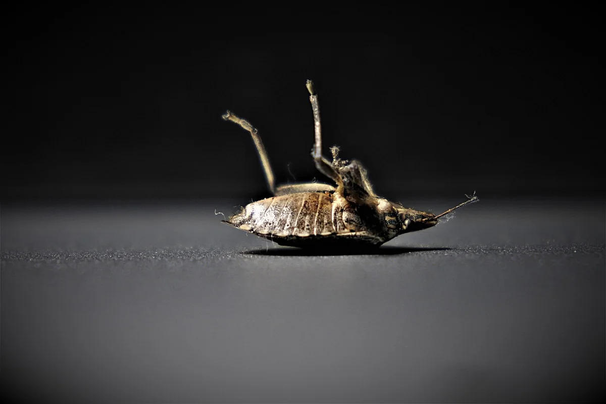 Outils et méthodes pour localiser une infestation cachée
