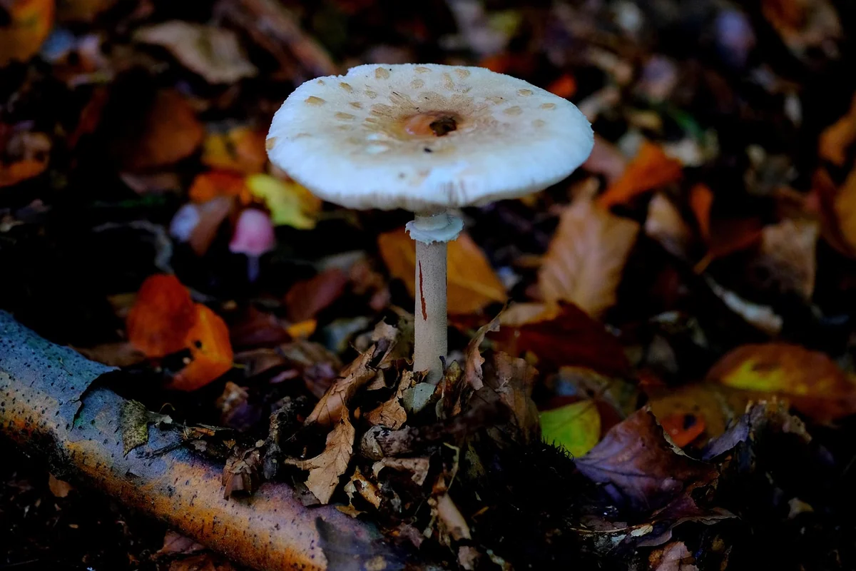 Champignon bolet jaune : guide complet pour le reconnaître et le cuisiner